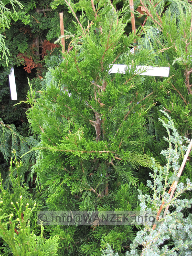 Juniperus virginiana Canaertii 03.JPG
